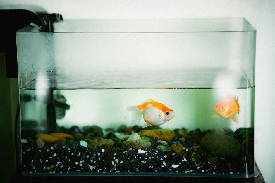 Akvariefilter – köpguide för inner-, ytter- och hang-on-filter