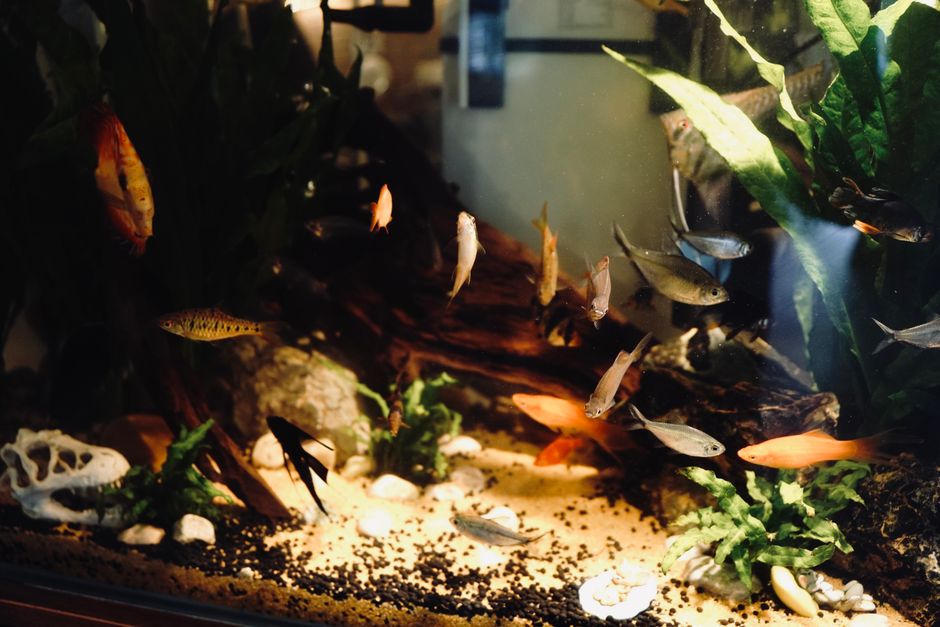 Akvarium för nybörjare – så väljer du rätt startpaket