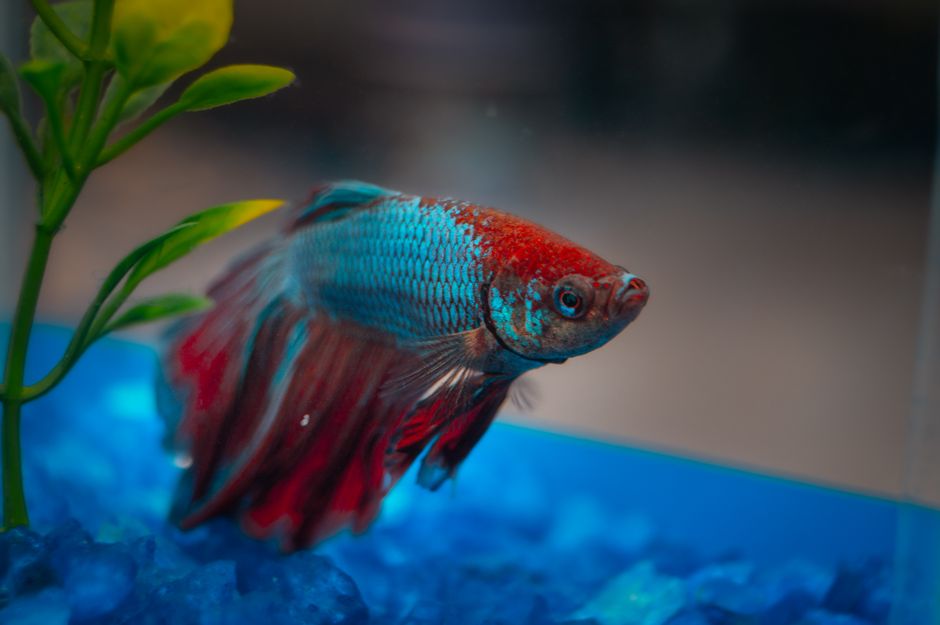 Fiskarter för akvarium: 12 populära arter för hemakvariet